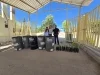 Diputada Azalia Guevara impulsa reforestación y apoyo escolar en primarias de Nogales