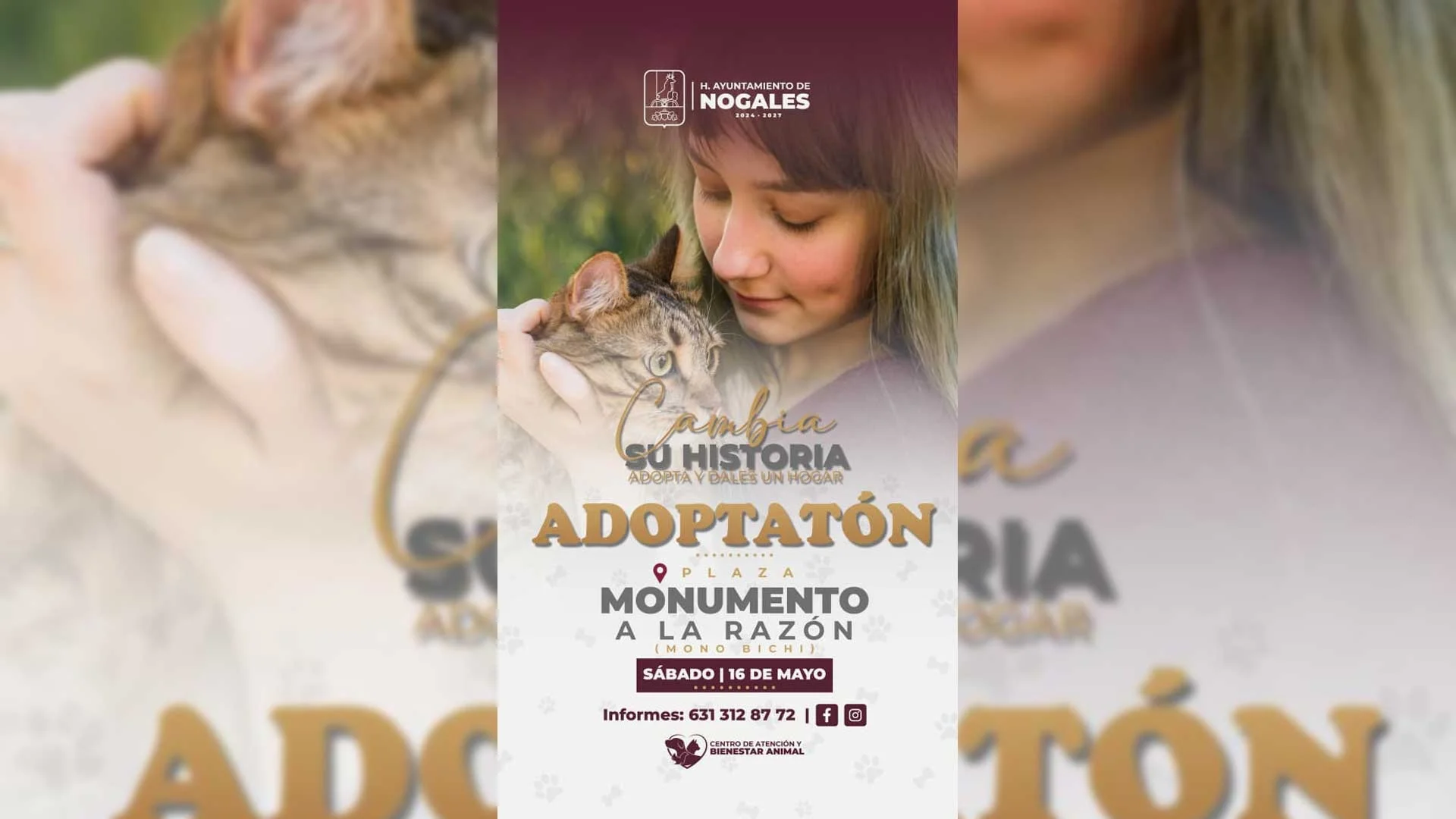 Buscan hogar para 20 perros en jornada de adopción en Plaza Benito Juárez