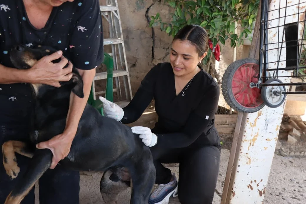 Refuerzan campañas gratuitas de vacunación y esterilización animal en Nogales