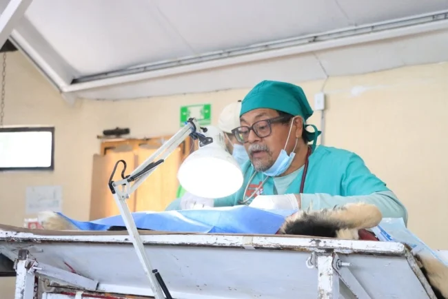 Impulsa Nogales bienestar animal con jornada masiva de esterilización