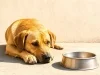 Emite Secretaría de Salud recomendaciones para cuidar a las mascotas del calor extremo