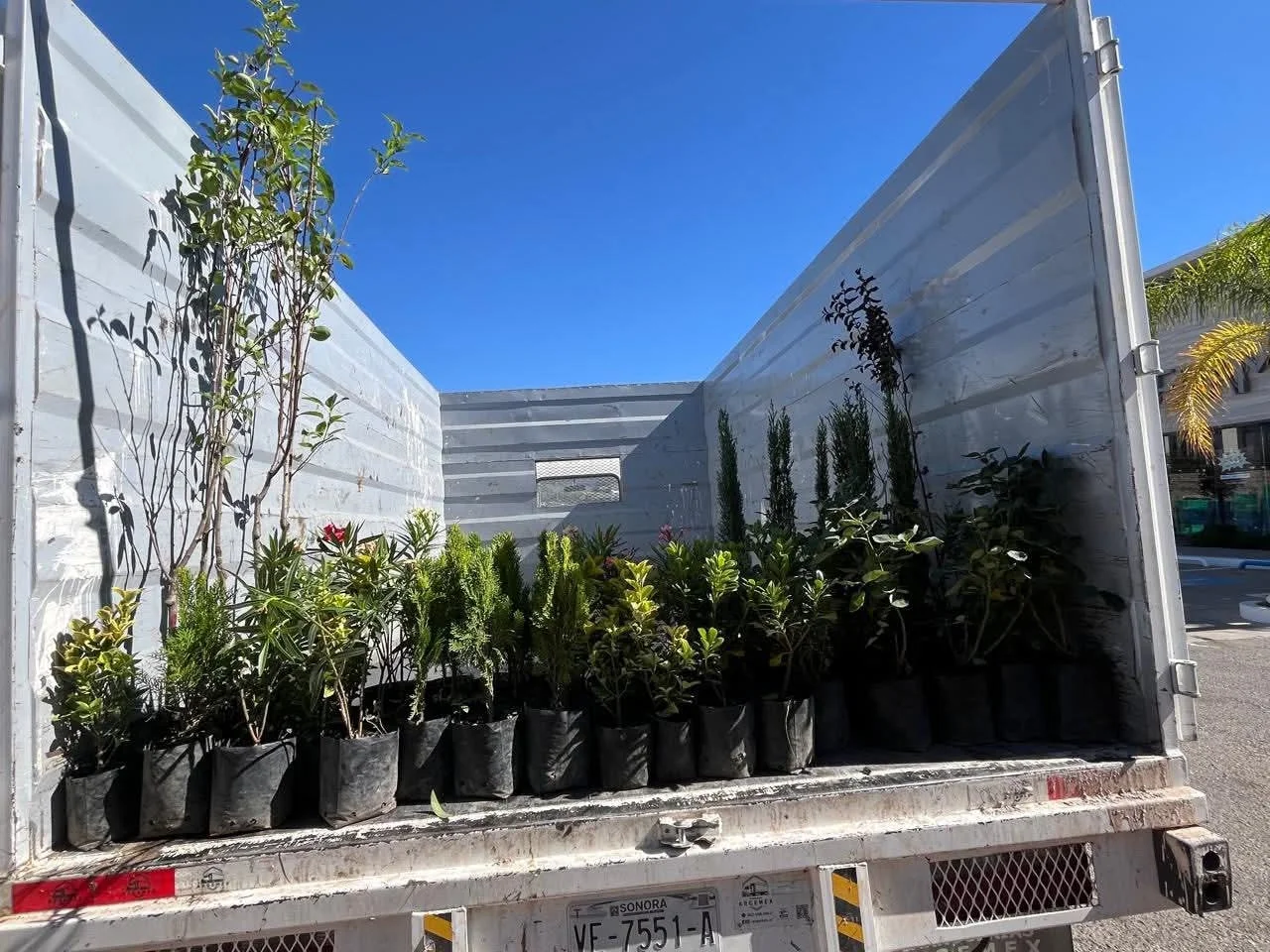 Invitan a ciudadanos a adoptar árboles y plantas durante jornada ecológica en Nogales