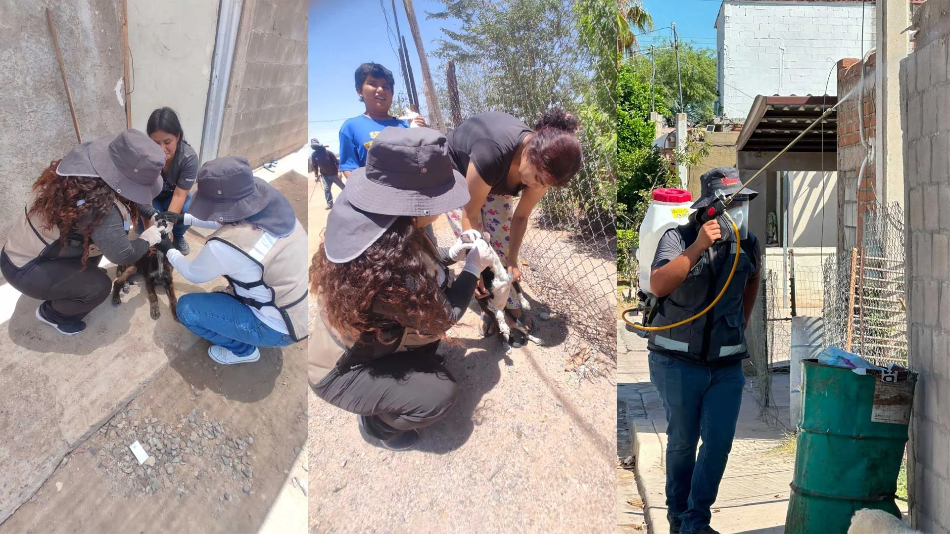 Secretaría de Salud intensifica prevención de la rickettsia en municipios de Sonora