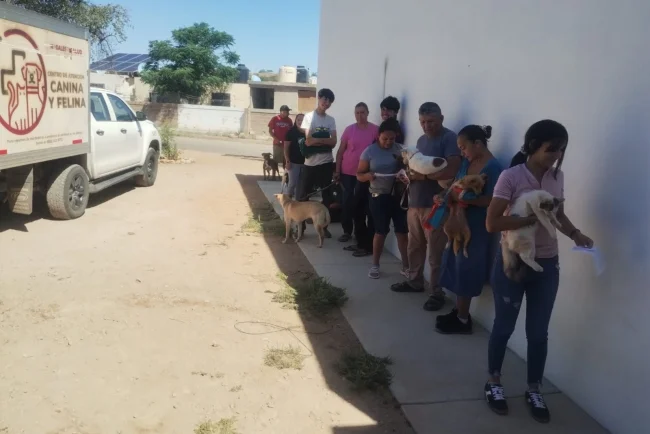 Esterilizan 17 mascotas en La Mesa y anuncian fumigación contra garrapatas en Romanza