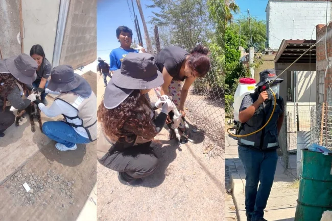 Secretaría de Salud intensifica prevención de la rickettsia en municipios de Sonora