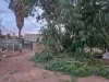 Protección Civil verificó incidente por árbol caído en la colonia Torralba