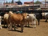 Reabrirán frontera de Agua Prieta para exportación de ganado sonorense