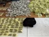 Operativos conjuntos dejan decomiso de droga y arma de fuego en Nogales