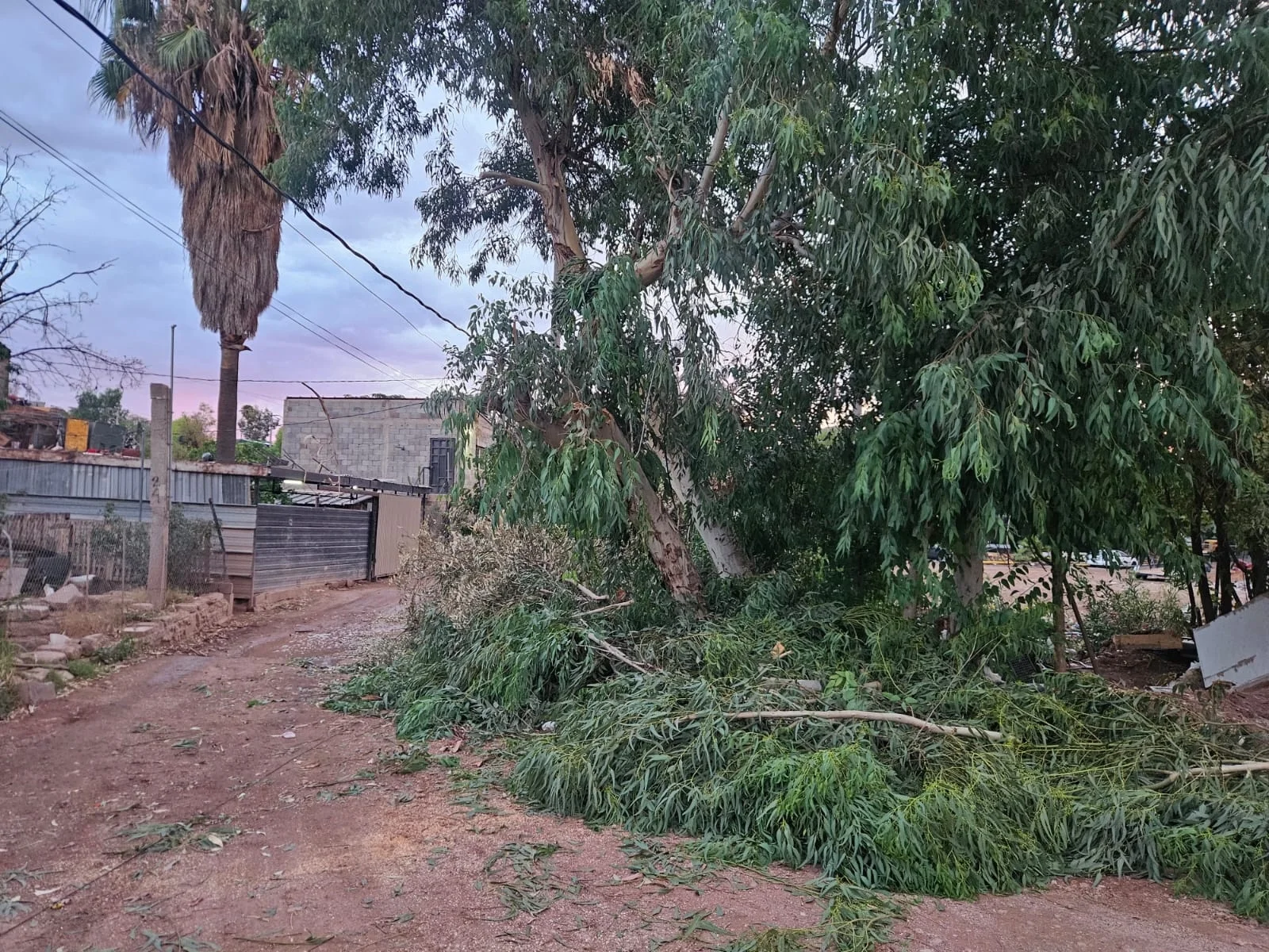 Protección Civil verificó incidente por árbol caído en la colonia Torralba