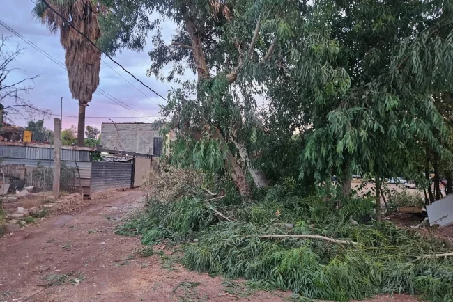 Protección Civil verificó incidente por árbol caído en la colonia Torralba