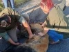 Autoridades buscan a osezno tras rescatar a osa atropellada en Ímuris