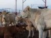 Sonora retoma exportación de ganado con capacidad sanitaria reforzada