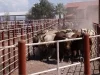 Sonora intensifica acciones contra el gusano barrenador tras reactivar exportación ganadera