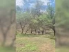 Refuerzan rastreos en Mariposas tras reportes de posibles fosas clandestinas