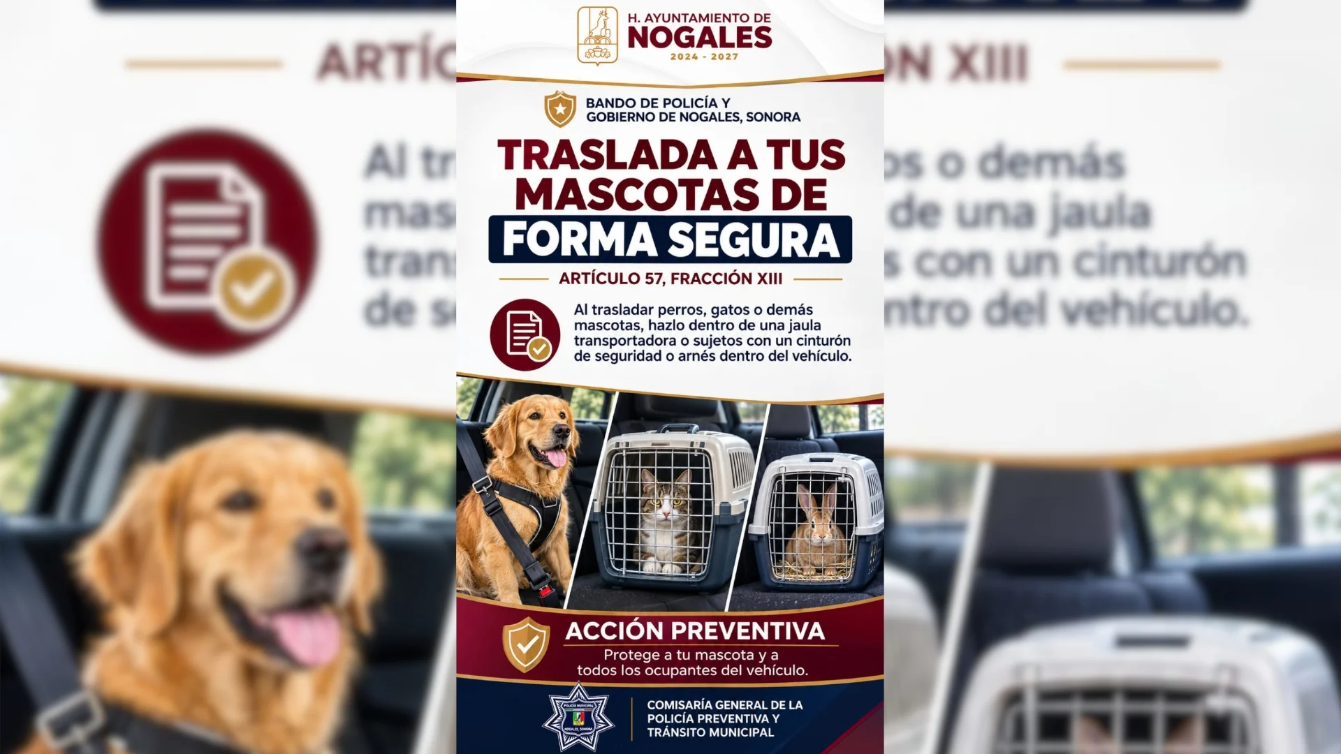 Seguridad Pública pide llevar mascotas aseguradas dentro de los vehículos