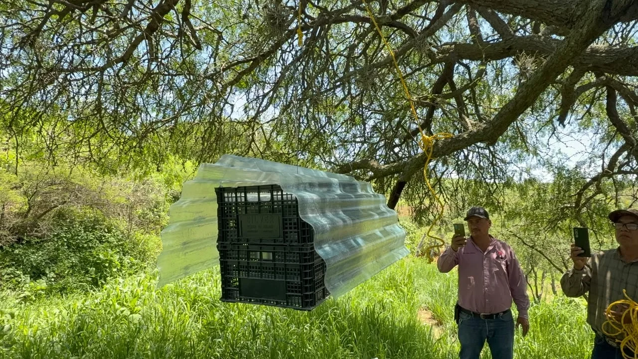 Refuerza Sonora frontera con mosca estéril ante amenaza del Gusano Barrenador