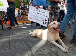 Van 346 denuncias por maltrato animal en Sonora; SSPC llama a reportar al 089