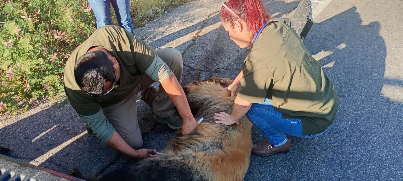 Autoridades buscan a osezno tras rescatar a osa atropellada en Ímuris