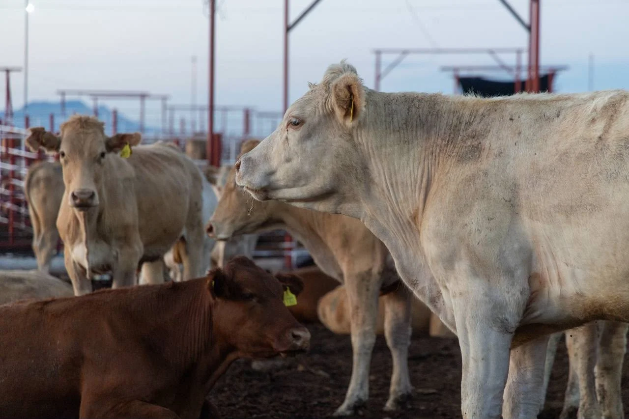 Sonora retoma exportación de ganado con capacidad sanitaria reforzada