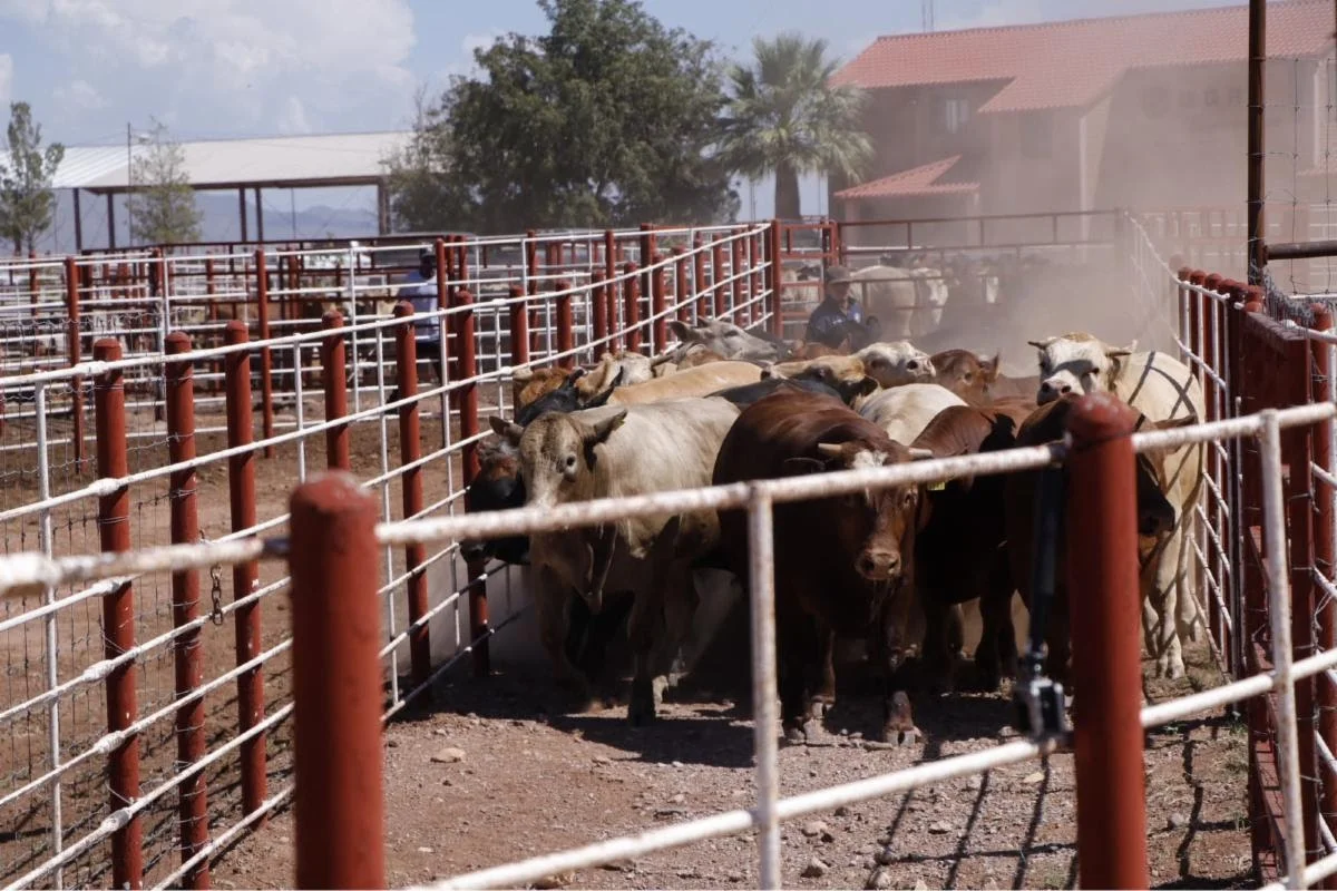 Sonora intensifica acciones contra el gusano barrenador tras reactivar exportación ganadera