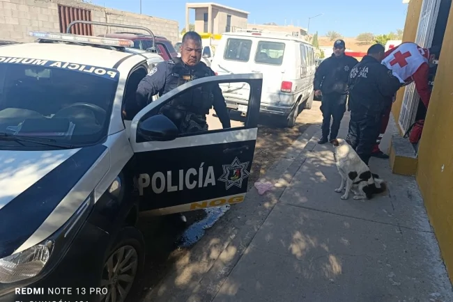Otra víctima de perros callejeros: hombre resulta mordido en la colonia Buenos Aires