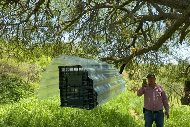 Refuerza Sonora frontera con mosca estéril ante amenaza del Gusano Barrenador