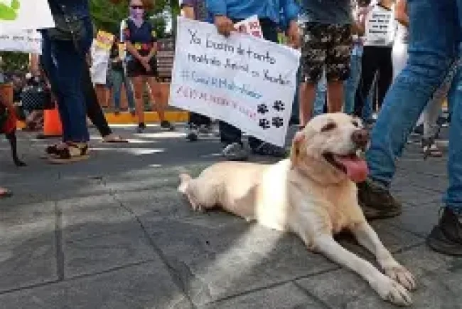 Van 346 denuncias por maltrato animal en Sonora; SSPC llama a reportar al 089
