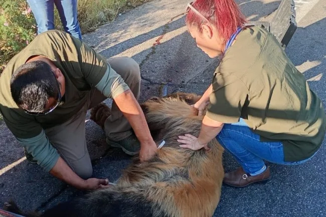 Autoridades buscan a osezno tras rescatar a osa atropellada en Ímuris