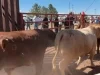 Más de 30 mil cabezas de ganado esperan reactivación de cruces por Agua Prieta