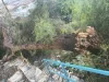Vecinos de la colonia Municipal piden retirar árbol caído y reparar afectaciones eléctricas
