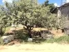 Restos de un hombre son localizados tras reporte de una vivienda en la colonia Colosio