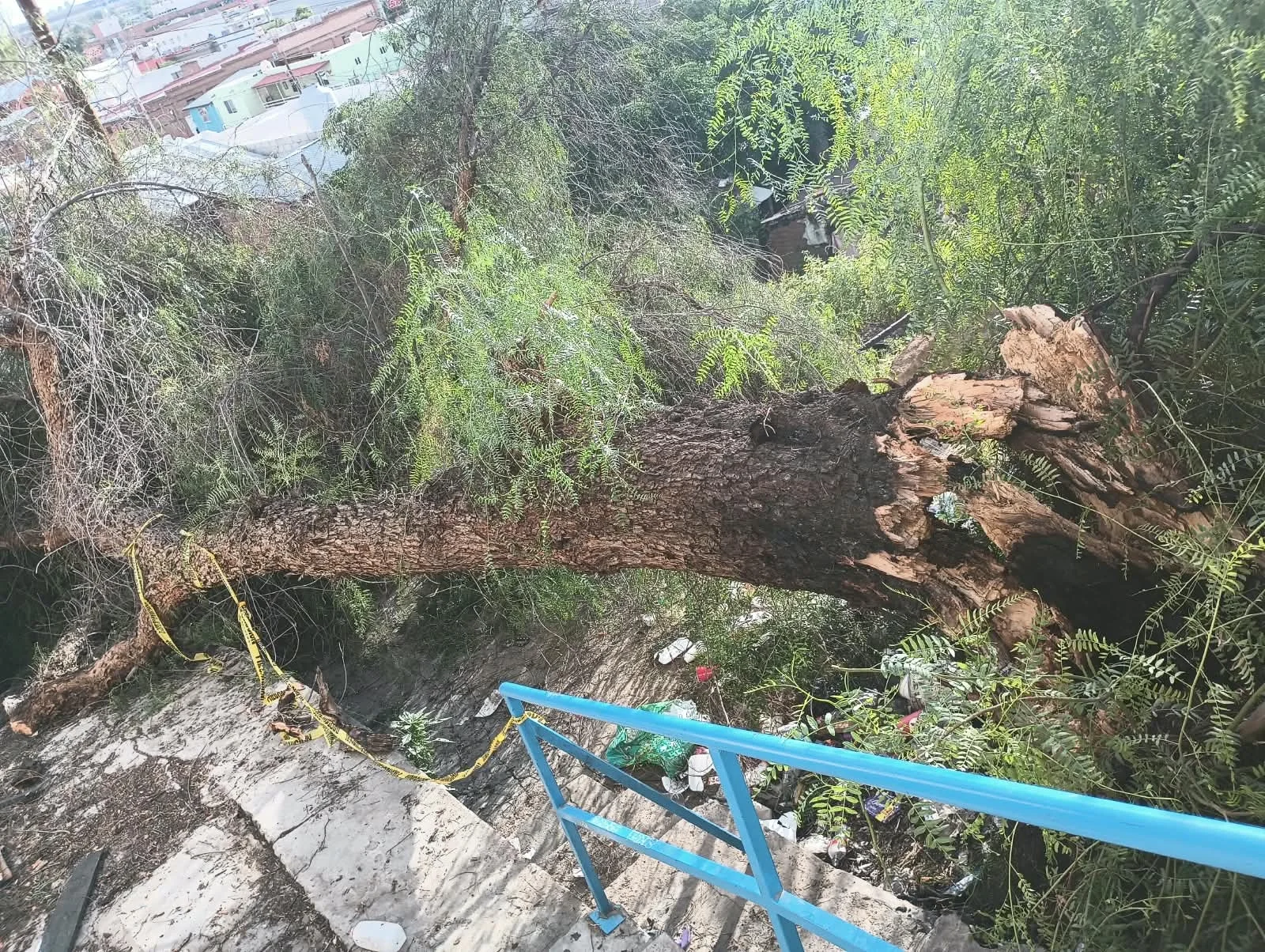 Vecinos de la colonia Municipal piden retirar árbol caído y reparar afectaciones eléctricas