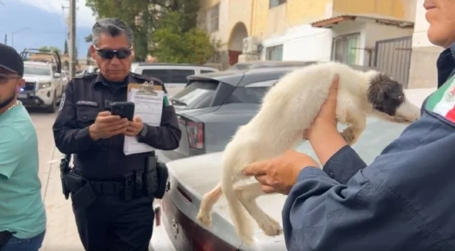 Fiscalía investiga caso de cinco perros hallados en domicilio de Nogales
