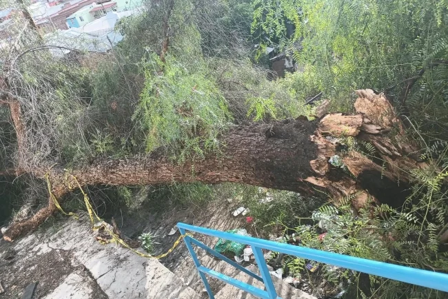 Vecinos de la colonia Municipal piden retirar árbol caído y reparar afectaciones eléctricas