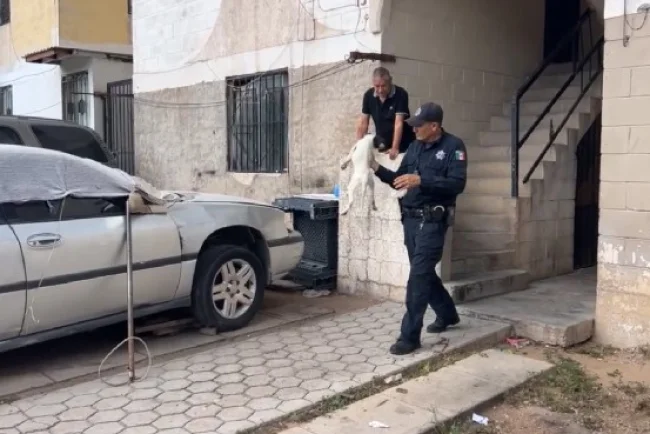 Reportan perros abandonados y uno aparentemente sin vida en vivienda de Nogales