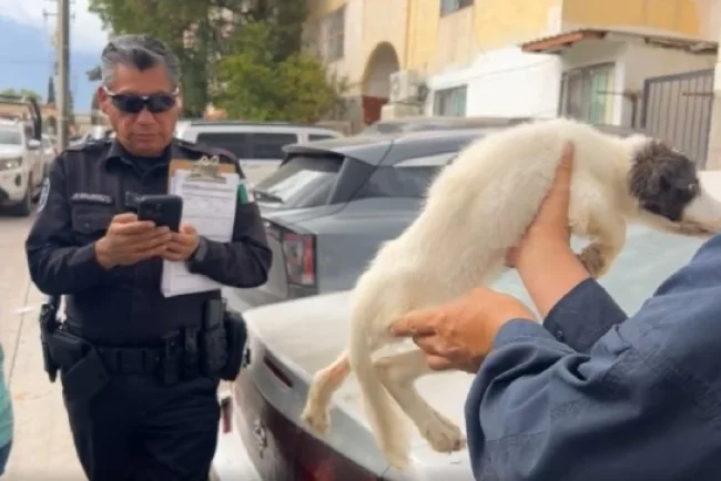 Fiscalía investiga caso de cinco perros hallados en domicilio de Nogales
