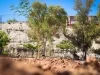 Sobreviven 80% de los árboles sembrados en programa de Bosques Urbanos de Nogales