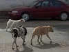 Reportan dos ataques de perros en Nogales; mujer y adolescente resultan lesionadas