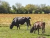 Suspenden exportación de ganado en Sonora por revisión ante posible fiebre aftosa