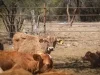 Reanudarán exportación de ganado por Agua Prieta el 20 de octubre