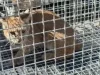 Rescatan a un lince rojo en escuela de Nogales y lo liberan tras valoración veterinaria