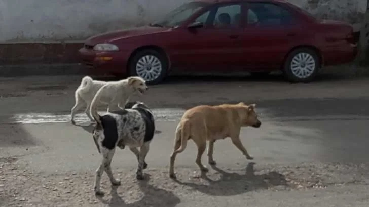 Reportan dos ataques de perros en Nogales; mujer y adolescente resultan lesionadas