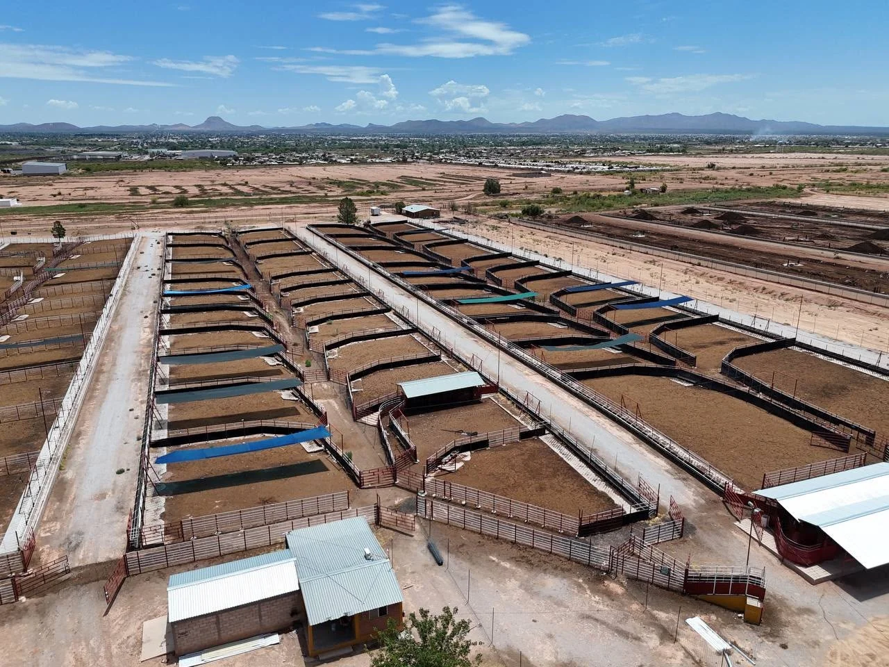 Sonora proyecta exportar hasta 3 mil cabezas de ganado diarias con nueva infraestructura