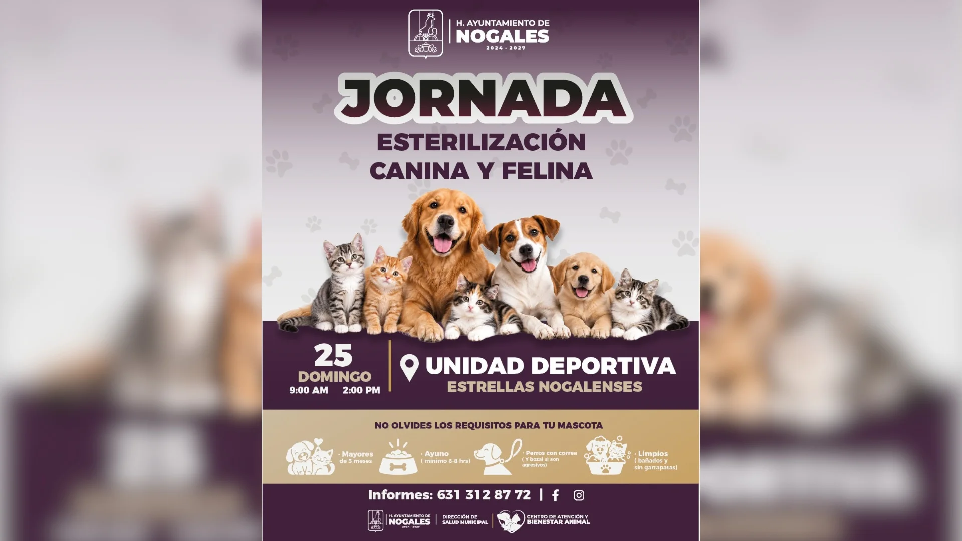 Realizarán jornada de esterilización y vacunación antirrábica este domingo