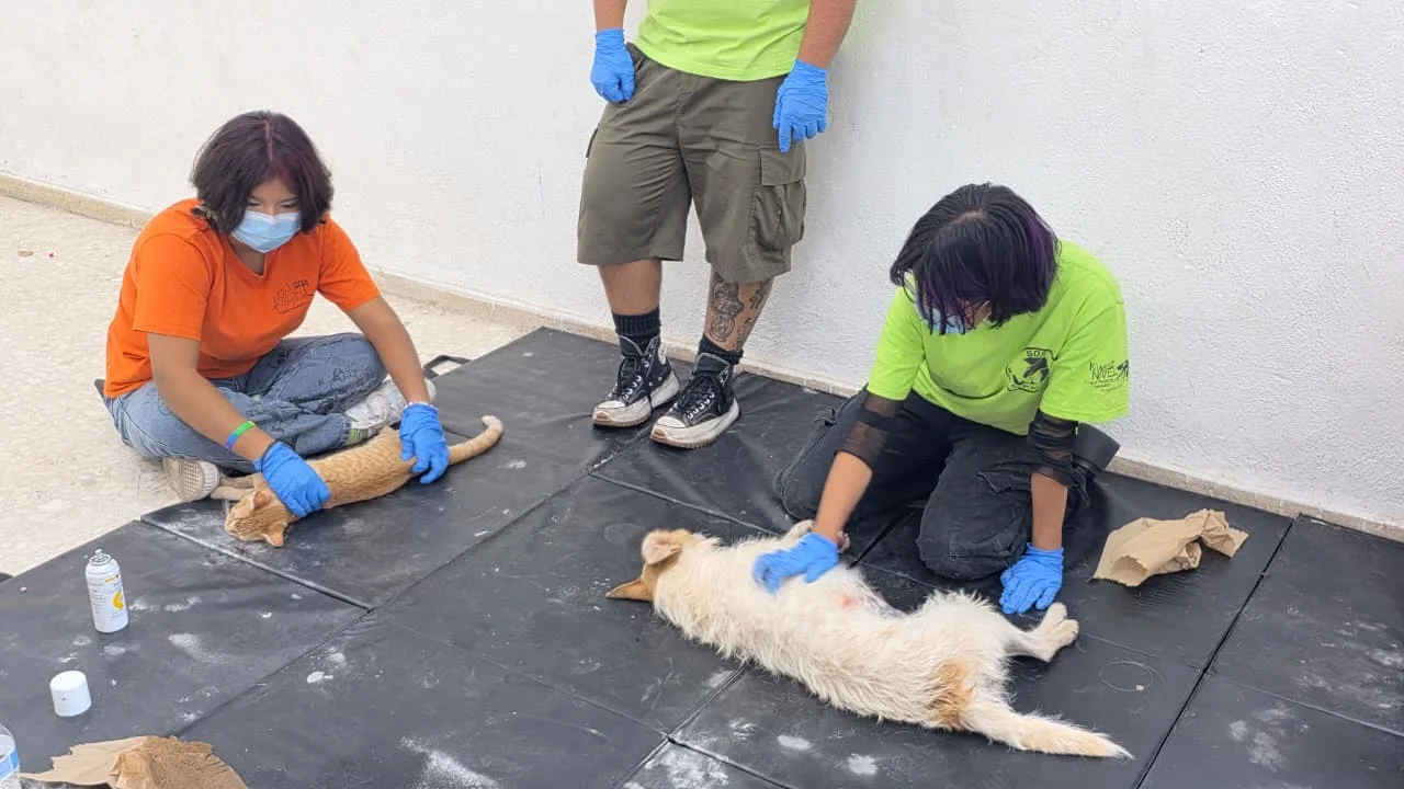 Suman esfuerzos autoridades y asociaciones para esterilizar a 100 mascotas en Nogales