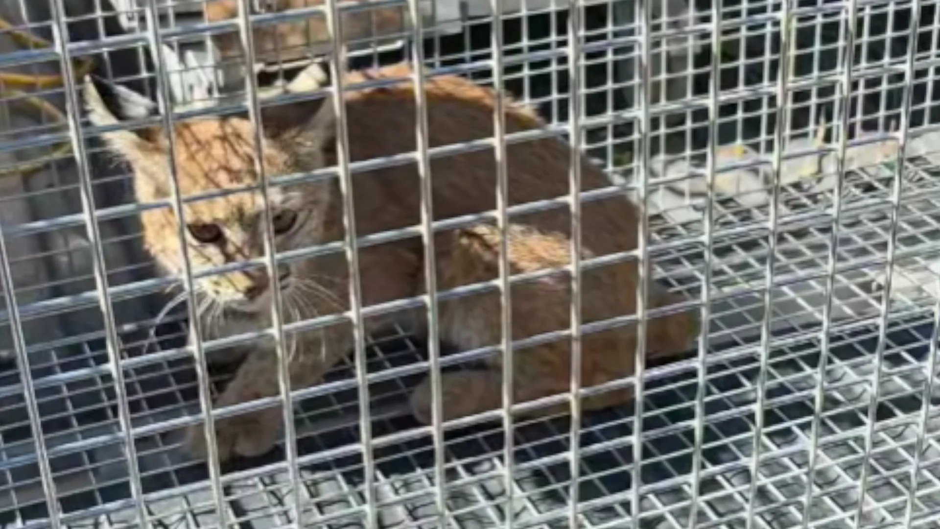 Rescatan a un lince rojo en escuela de Nogales y lo liberan tras valoración veterinaria