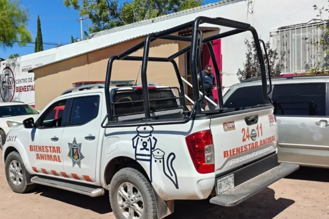 Perro con tres reportes previos de agresión ataca a niño de 3 años en Nogales