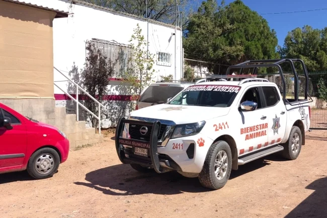 Fiscalía determinará el destino de 20 perros localizados en abandono en Nogales