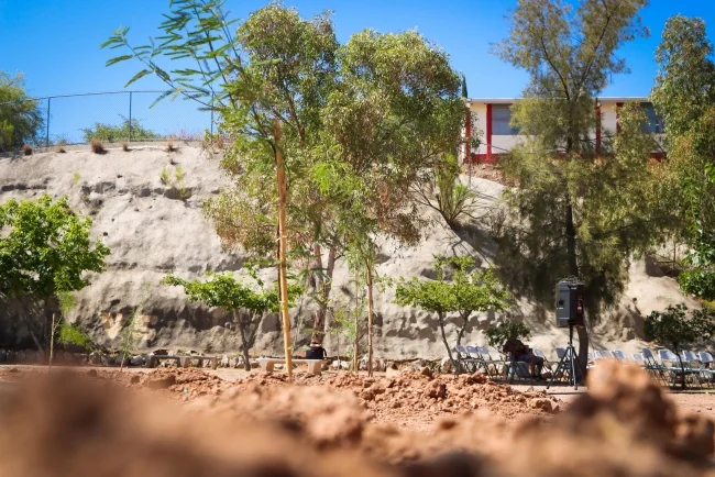 Sobreviven 80% de los árboles sembrados en programa de Bosques Urbanos de Nogales