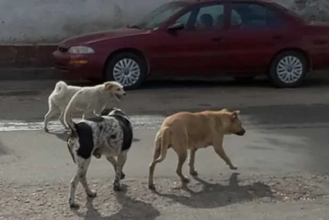 Reportan dos ataques de perros en Nogales; mujer y adolescente resultan lesionadas